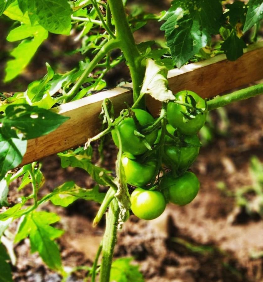 La Chimenea Verde Tacoronte Εξωτερικό φωτογραφία